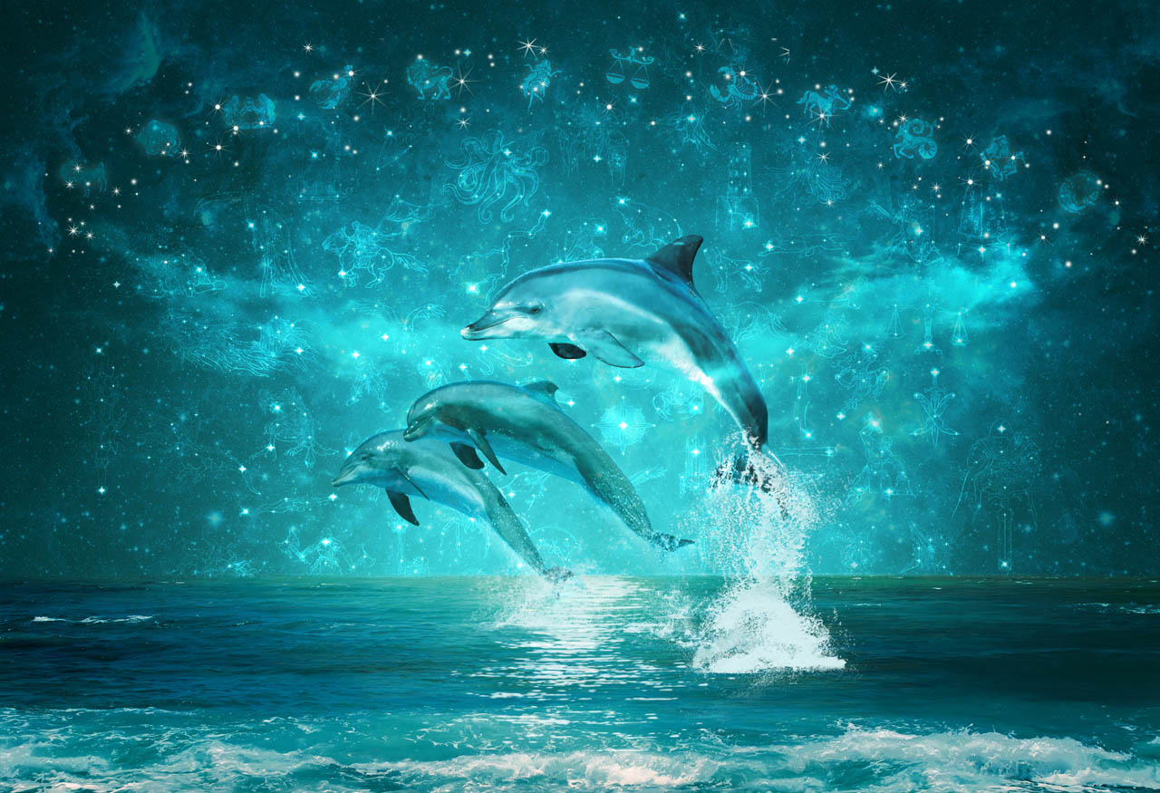 Фотообои Дельфины