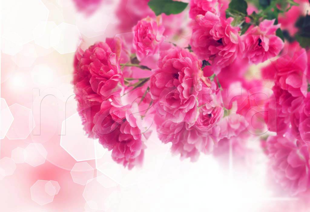 Фотообои Розовая симфония цветов