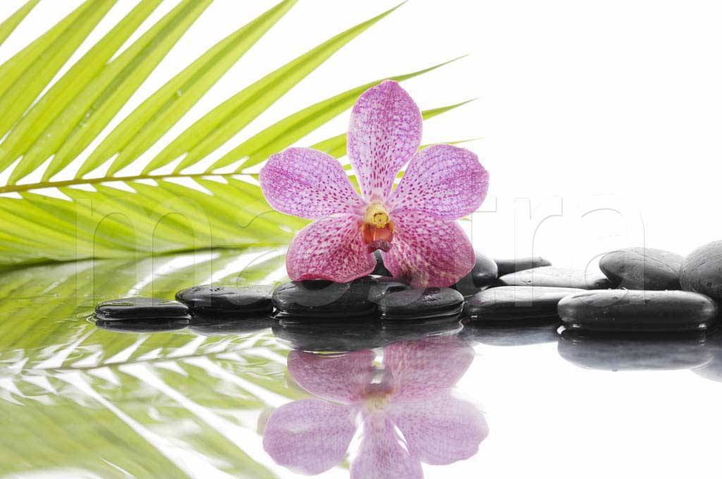 Фотообои цветок орхидеи на черных камнях