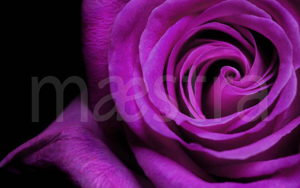 Фотообои 3д крупные розы на темном фоне