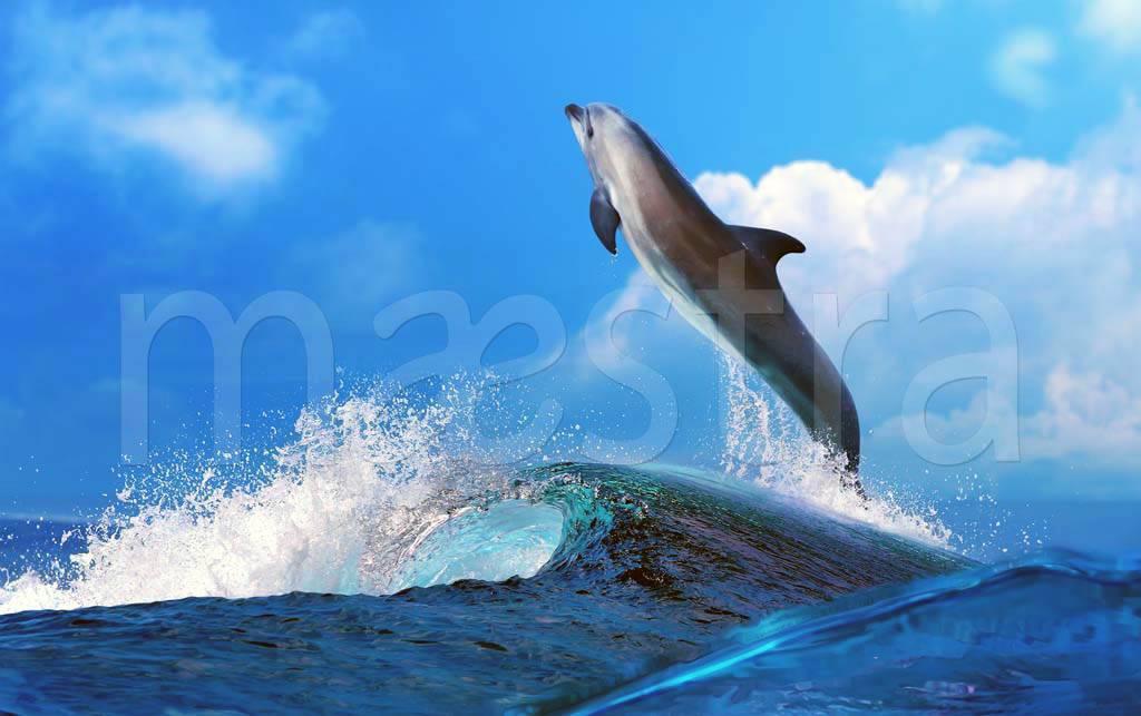 Фотообои Дельфин в море